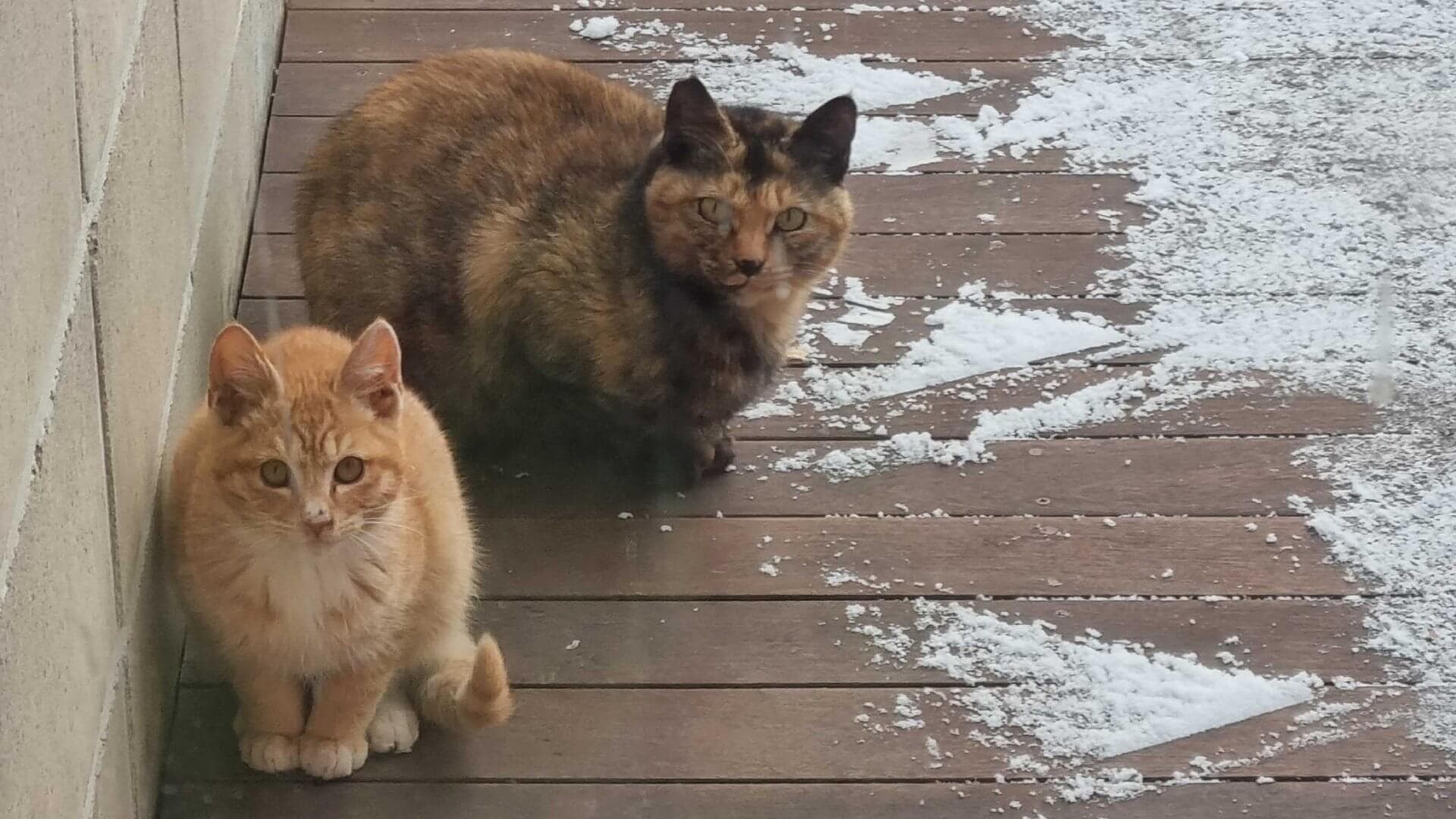 고양이 두 마리가 웅크리고 앉아 카메라를 응시하고 있다.