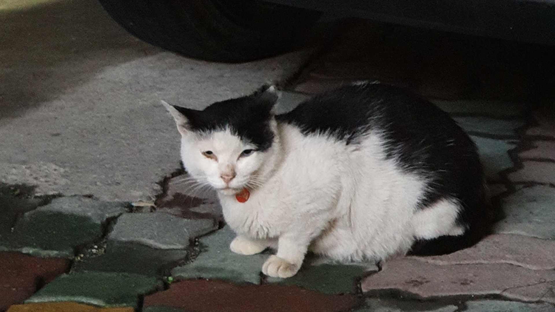 자동차 밑에서 몸을 숨기고 있는 고양이.