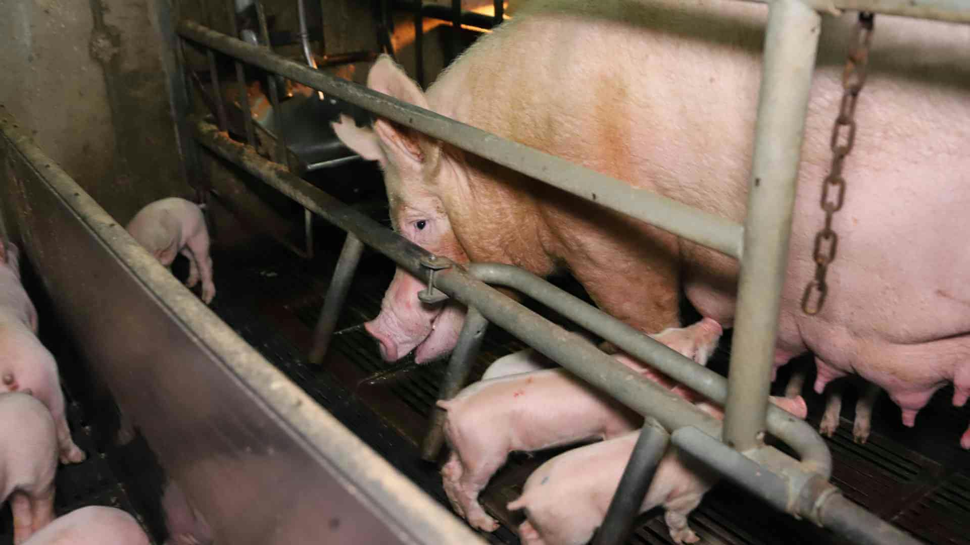 돼지 농장에서 새끼 돼지들이 어미의 젖을 먹고 있다. 이러한 축사는 DxE가 자주 방문하는 곳으로, 그동안 축사에 기습해 죽거나 병든 동물을 '공개구조'했다. 현장 사진 제공 DxE.