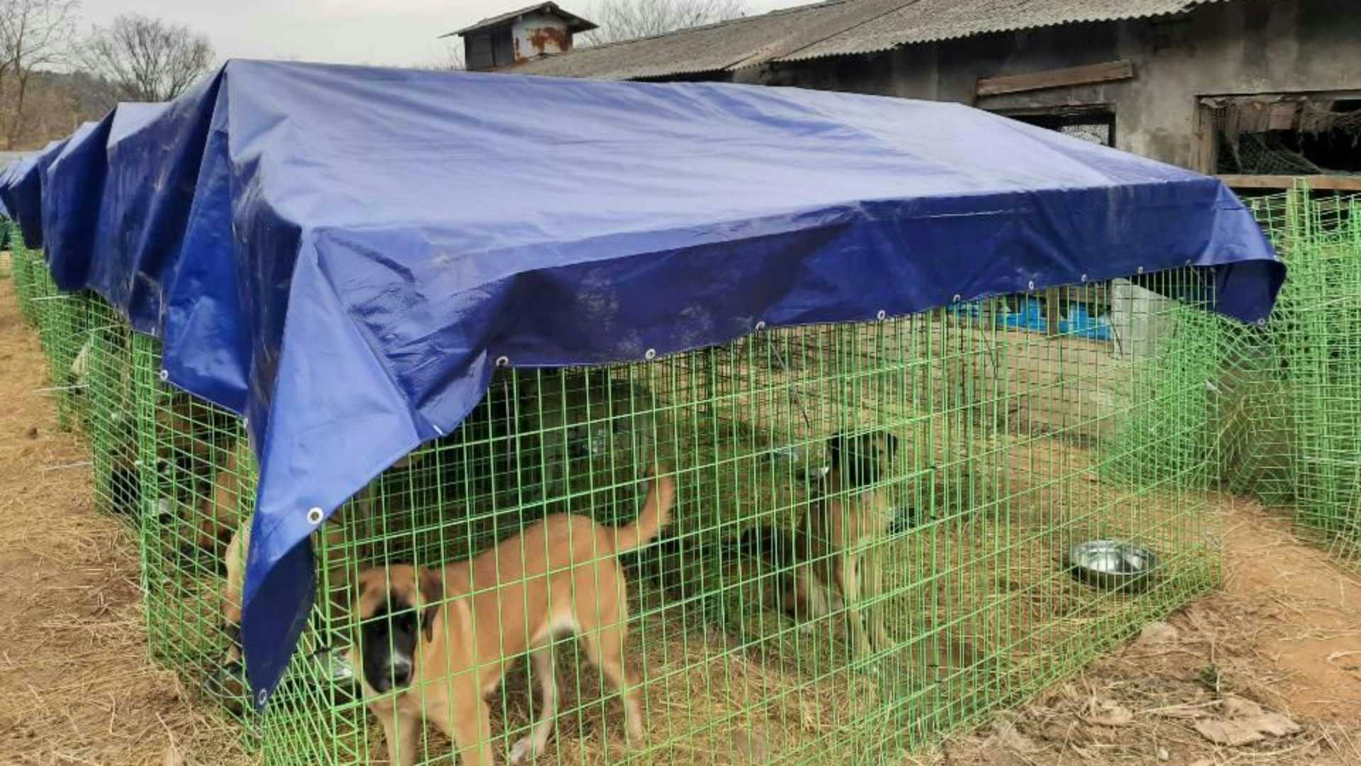 초록색 펜스로 만든 장 안에 개들이 있고, 펜스 위에는 개들이 비를 맞지 않도록 파란색 천막을 올렸다. 사진 제공 롯데목장 개 살리기 시민모임.