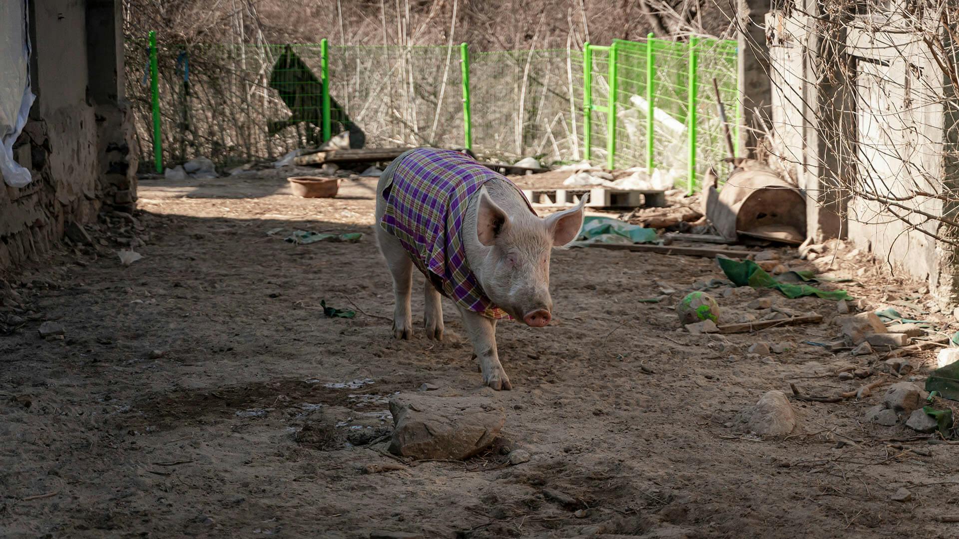 흙바닥에서 체크무늬 옷을 입은 돼지가 서성이고 있다. 이 돼지의 이름은 조나단 리빙스턴으로, '나단이'라고 불린다.
