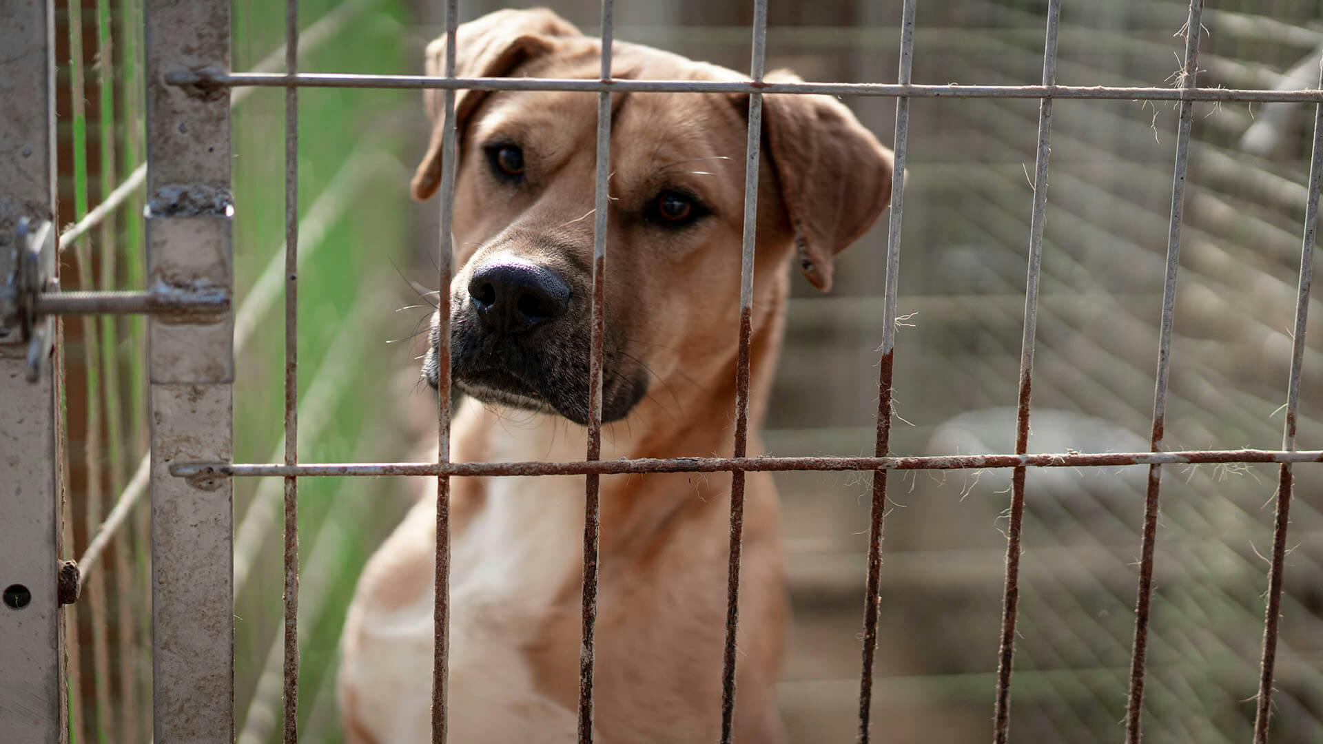 바깥 털은 황색, 가슴 안쪽의 털은 흰색인 개가 철망 너머를 바라보고 있다.